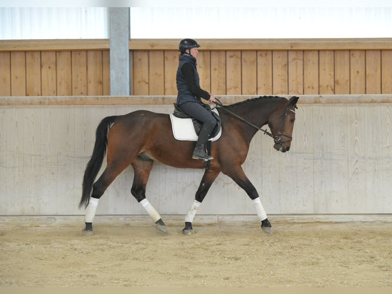 Más caballos centroeuropeos Caballo castrado 5 años 170 cm  in Wellheim