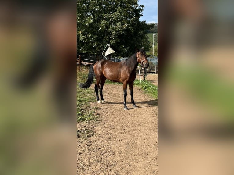 Más caballos centroeuropeos Caballo castrado 5 años 170 cm Castaño oscuro in Wittlich
