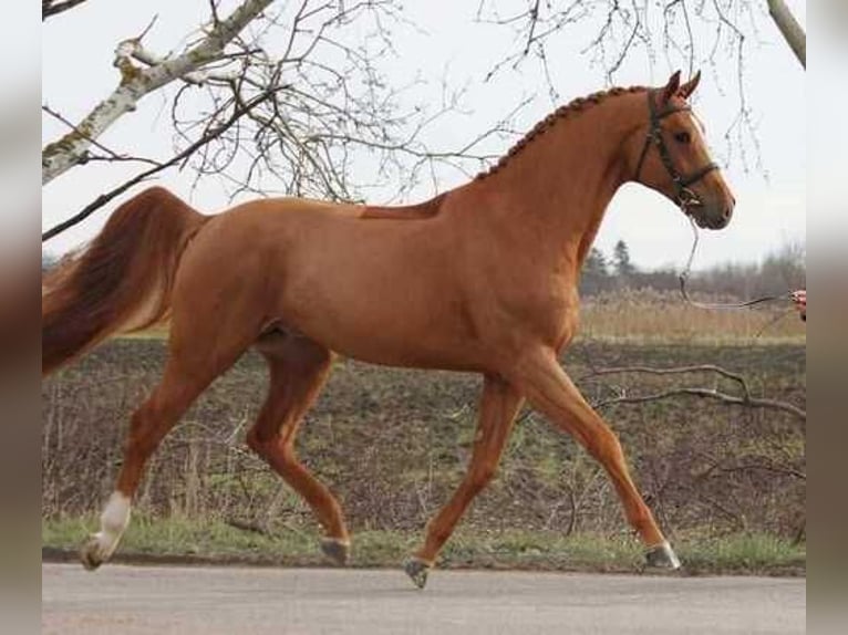 Más caballos centroeuropeos Caballo castrado 5 años 172 cm Alazán-tostado in Listowel