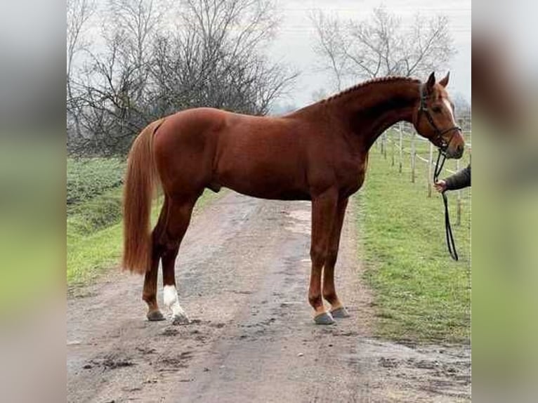 Más caballos centroeuropeos Caballo castrado 5 años 172 cm Alazán-tostado in Listowel