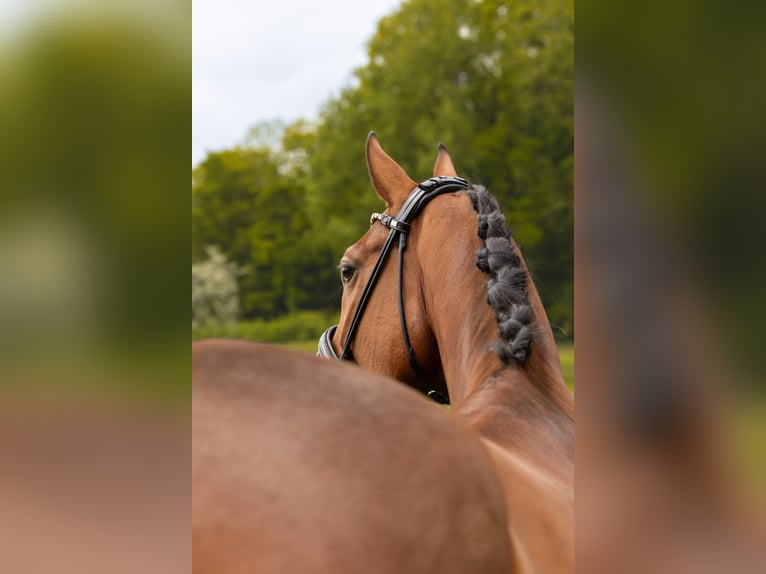 Más caballos centroeuropeos Caballo castrado 5 años 173 cm Castaño in Hayingen