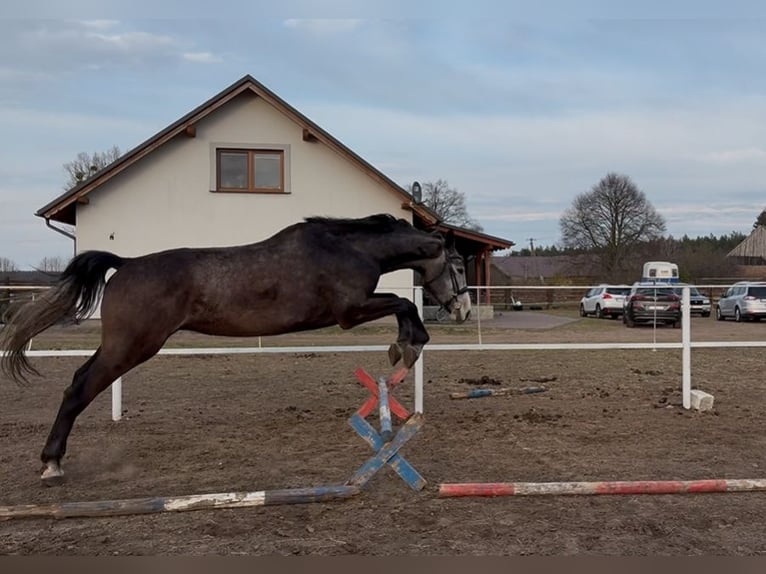 Más caballos centroeuropeos Caballo castrado 5 años 173 cm Musgo in Gębice
