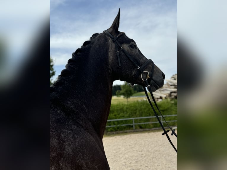 Más caballos centroeuropeos Caballo castrado 5 años 175 cm Tordillo negro in Simbach am Inn