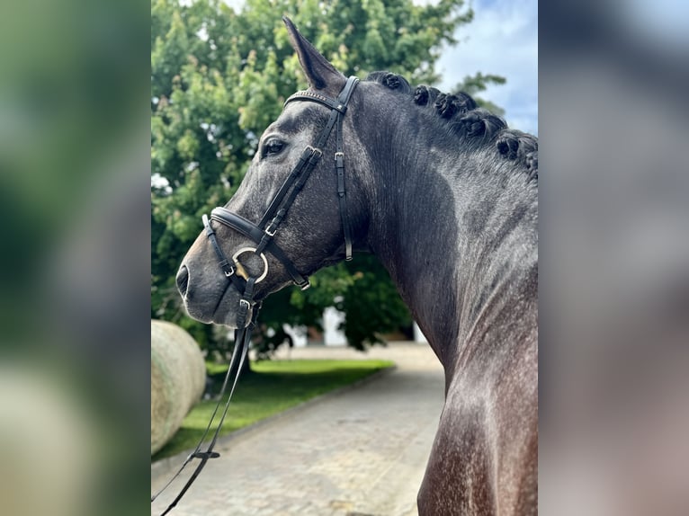 Más caballos centroeuropeos Caballo castrado 5 años 175 cm Tordillo negro in Simbach am Inn