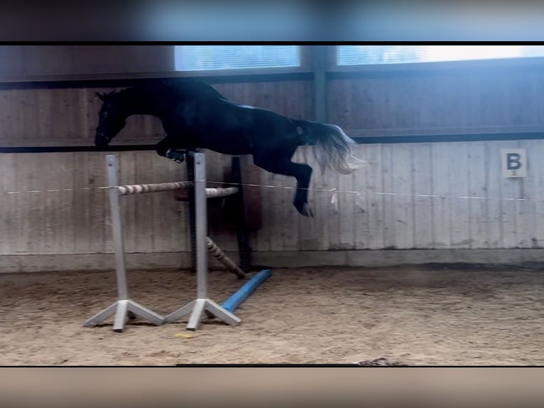 Más caballos centroeuropeos Caballo castrado 5 años 175 cm Tordillo negro in Simbach am Inn