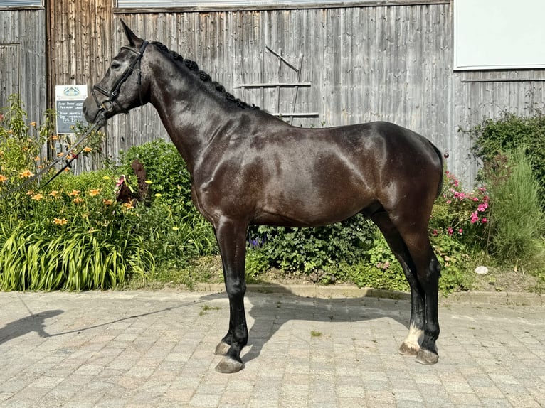 Más caballos centroeuropeos Caballo castrado 5 años 175 cm Tordillo negro in Simbach am Inn