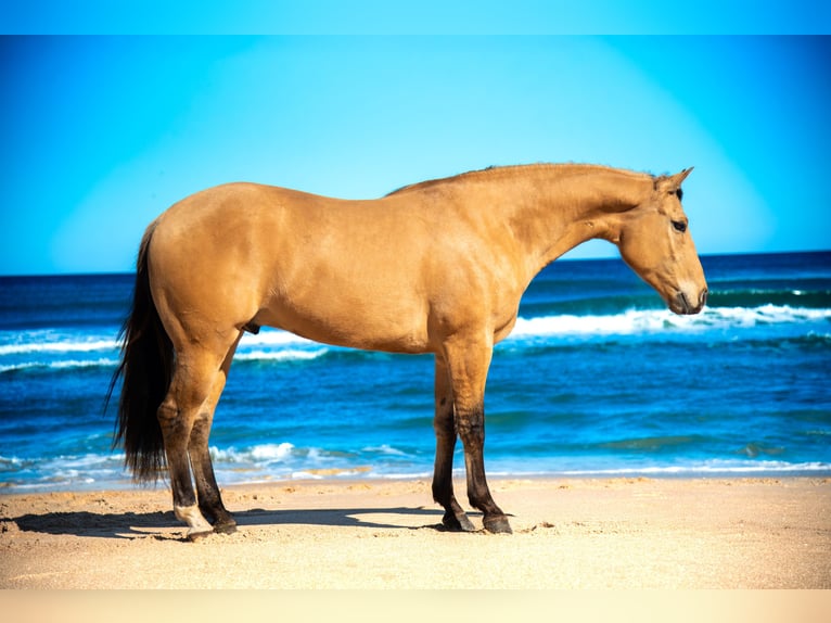 Más caballos centroeuropeos Mestizo Caballo castrado 5 años Bayo in Ocala