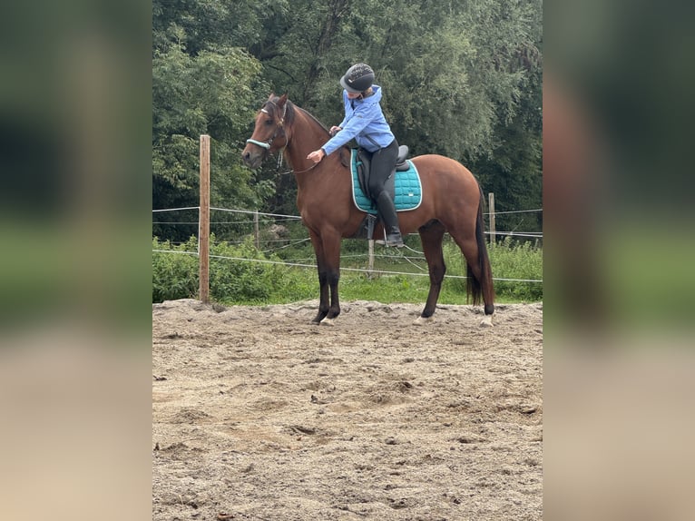 Más caballos centroeuropeos Caballo castrado 5 años  in Pocking