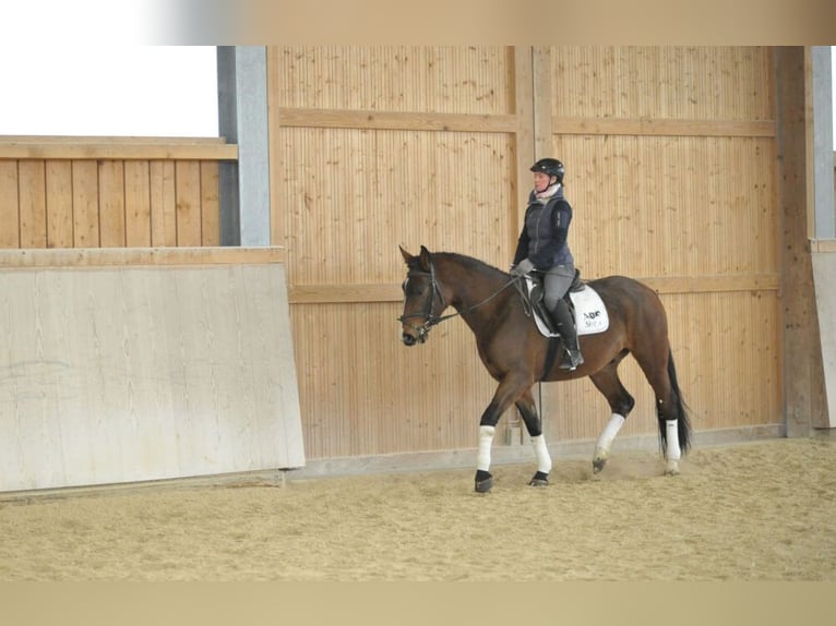 Más caballos centroeuropeos Caballo castrado 5 años Castaño in Wellheim