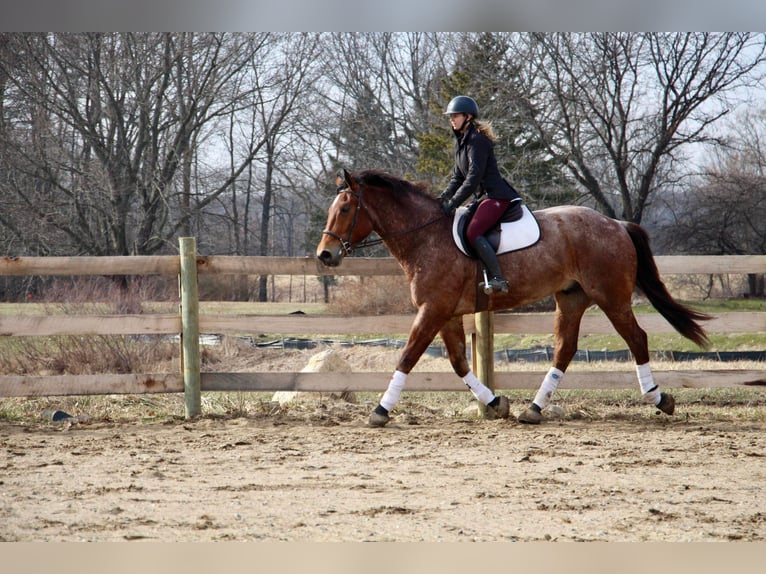 Más caballos centroeuropeos Caballo castrado 5 años Castaño-ruano in Howell Mi