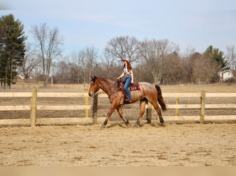 Más caballos centroeuropeos Caballo castrado 5 años Castaño-ruano in Howell Mi