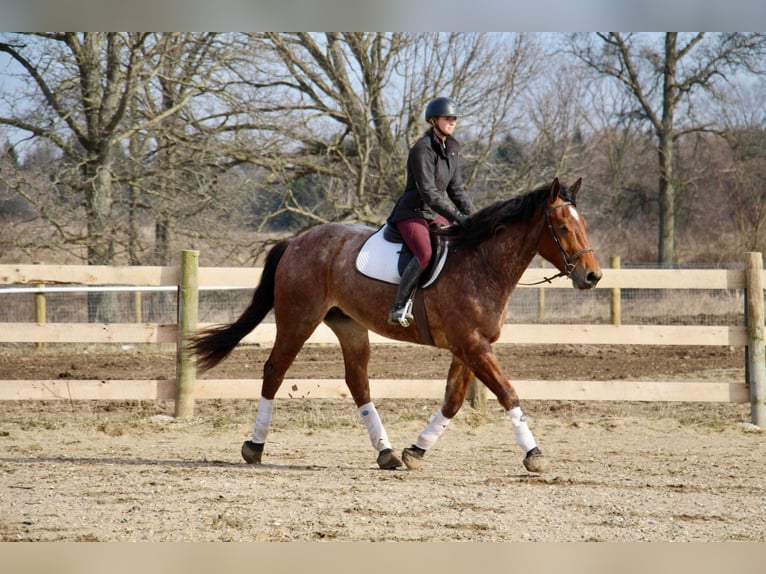 Más caballos centroeuropeos Caballo castrado 5 años Castaño-ruano in Howell Mi