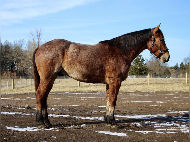 Más caballos centroeuropeos Caballo castrado 5 años Castaño-ruano in Howell Mi