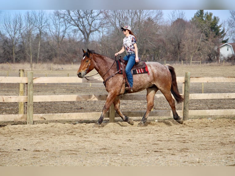 Más caballos centroeuropeos Caballo castrado 5 años Castaño-ruano in Howell Mi