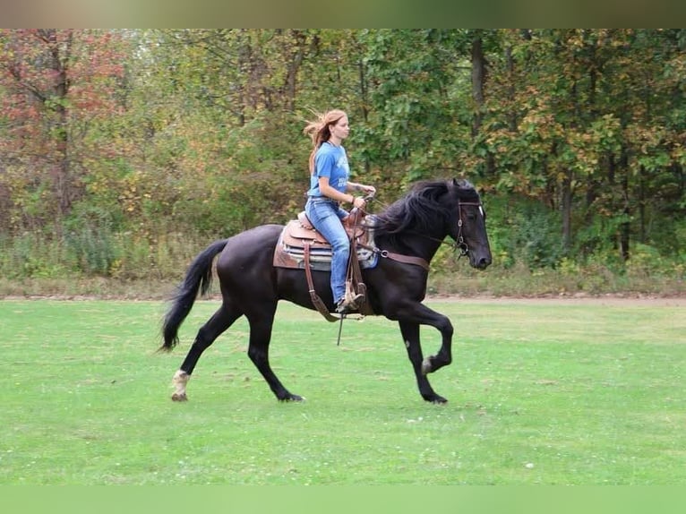 Más caballos centroeuropeos Caballo castrado 5 años Negro in Howell