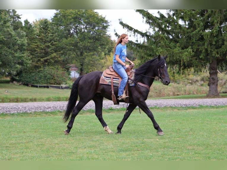 Más caballos centroeuropeos Caballo castrado 5 años Negro in Howell