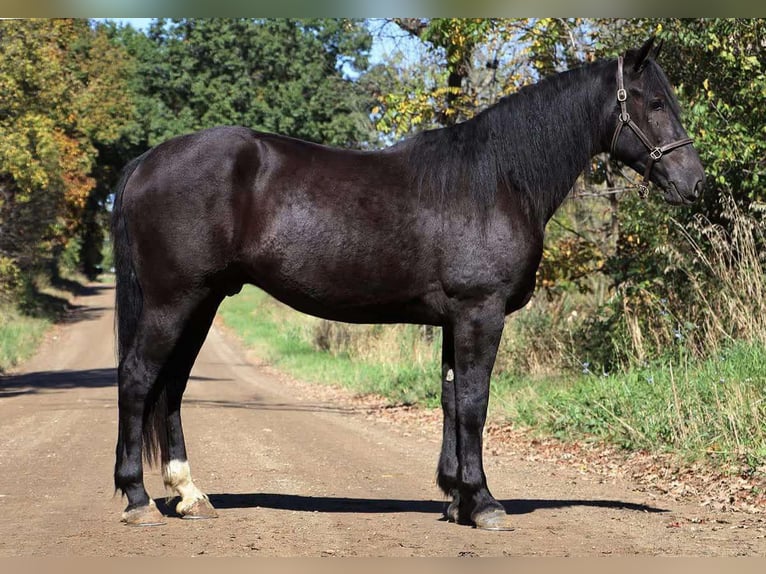 Más caballos centroeuropeos Caballo castrado 5 años Negro in Howell