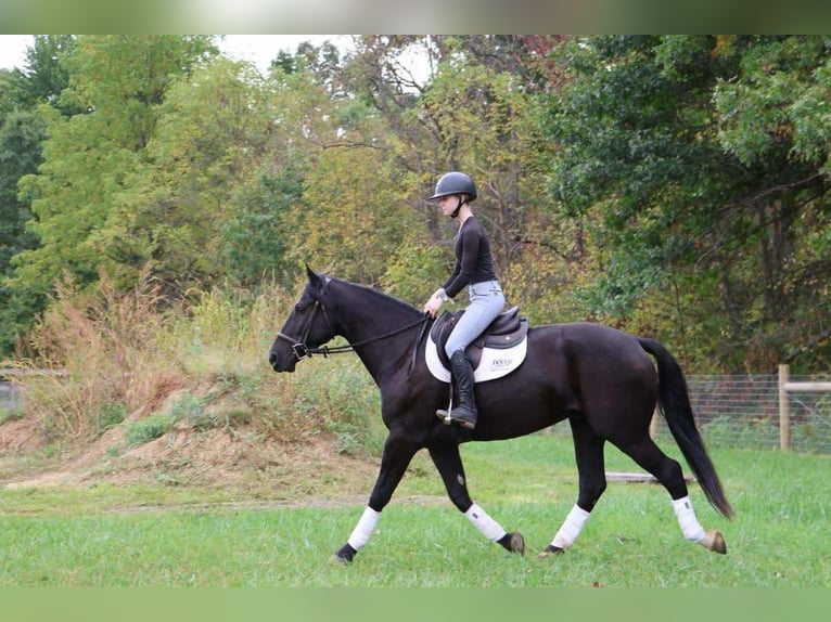 Más caballos centroeuropeos Caballo castrado 5 años Negro in Howell