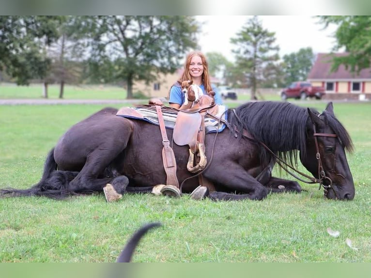 Más caballos centroeuropeos Caballo castrado 5 años Negro in Howell