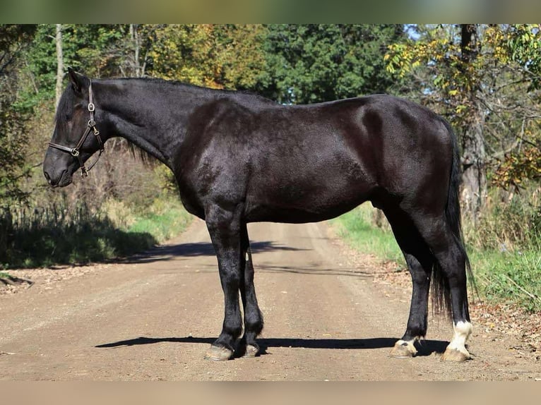 Más caballos centroeuropeos Caballo castrado 5 años Negro in Howell