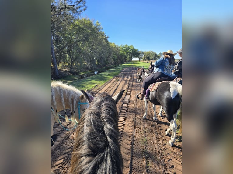 Más caballos centroeuropeos Mestizo Caballo castrado 5 años Tordo in Weirsdale