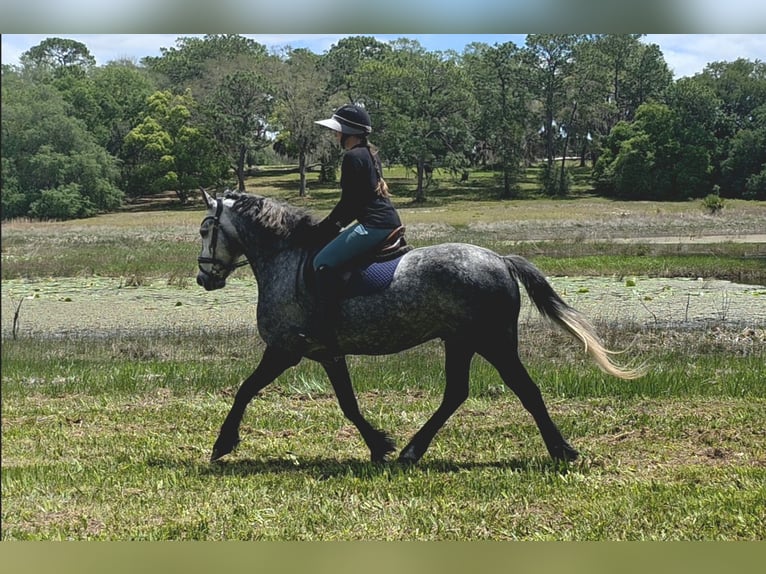 Más caballos centroeuropeos Mestizo Caballo castrado 5 años Tordo in Weirsdale