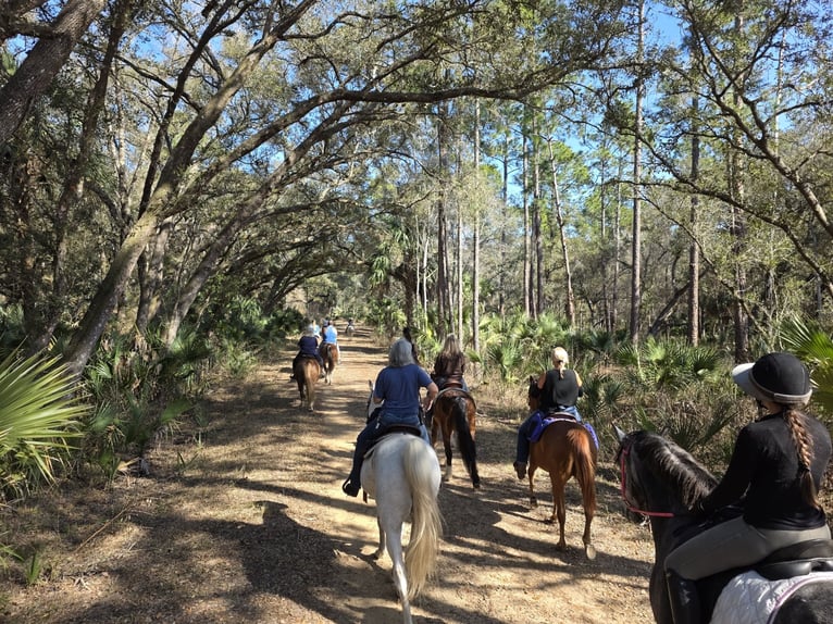 Más caballos centroeuropeos Mestizo Caballo castrado 5 años Tordo in Weirsdale