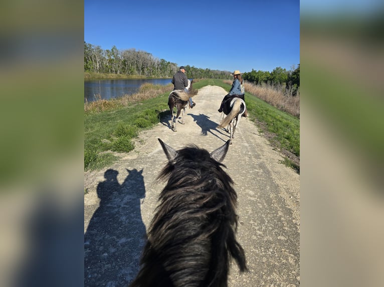Más caballos centroeuropeos Mestizo Caballo castrado 5 años Tordo in Weirsdale