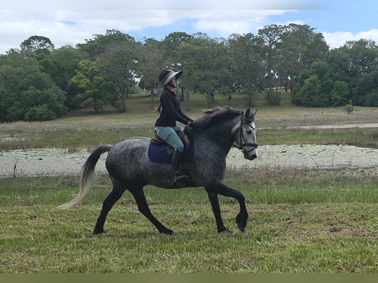 Más caballos centroeuropeos Mestizo Caballo castrado 5 años Tordo in Weirsdale