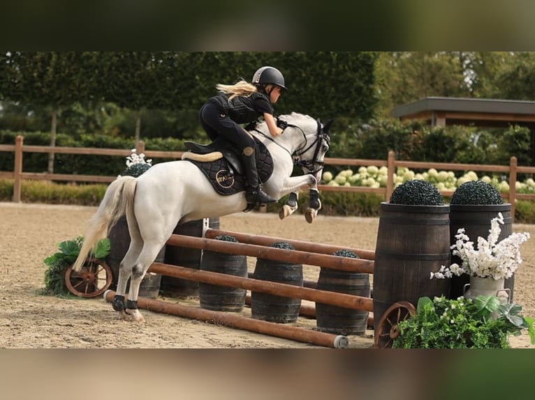 Más caballos centroeuropeos Caballo castrado 6 años 120 cm Tordo in Oost West en Middelbeers