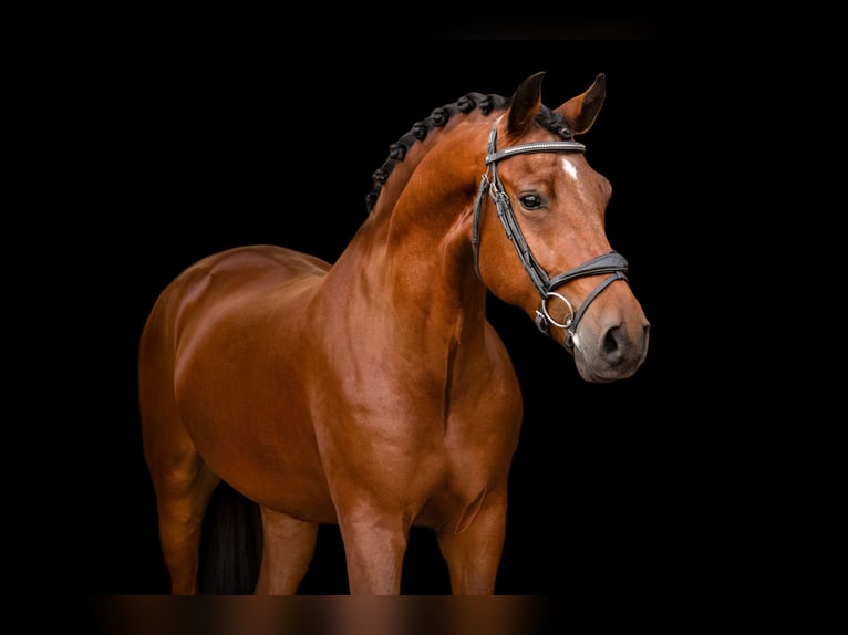 Más caballos centroeuropeos Caballo castrado 6 años 148 cm Castaño in Oost West en Middelbeers