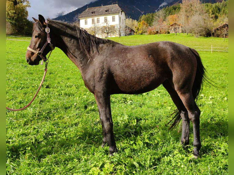 Más caballos centroeuropeos Caballo castrado 6 años 150 cm Castaño oscuro in Thaur