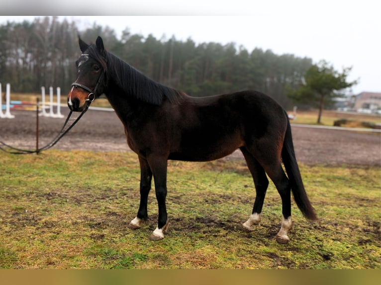 Más caballos centroeuropeos Caballo castrado 6 años 150 cm Castaño oscuro in Palanga