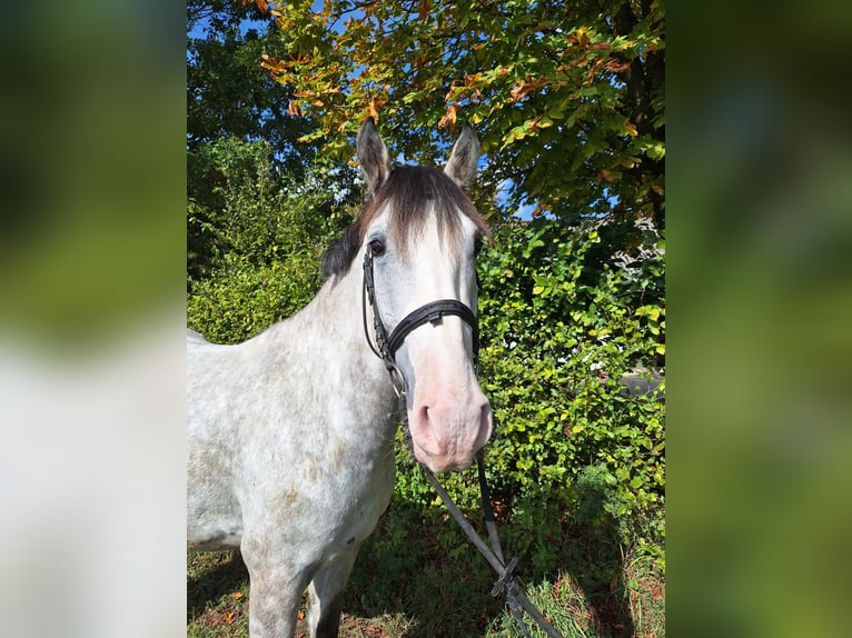 Más caballos centroeuropeos Mestizo Caballo castrado 6 años 150 cm Tordo in Alsbach-Hähnlein