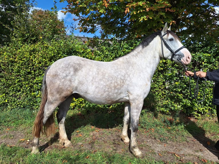 Más caballos centroeuropeos Mestizo Caballo castrado 6 años 150 cm Tordo in Alsbach-Hähnlein