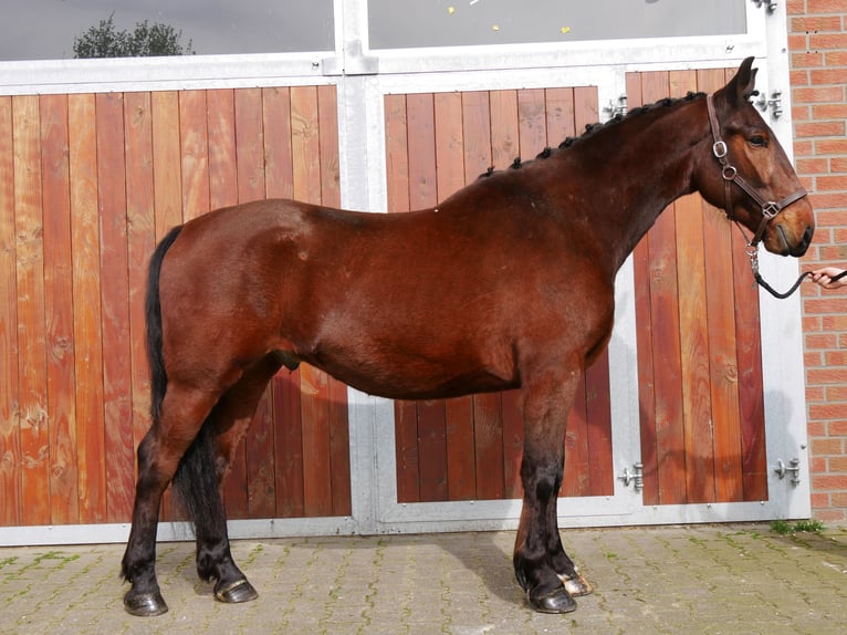 Más caballos centroeuropeos Caballo castrado 6 años 155 cm in Dorsten