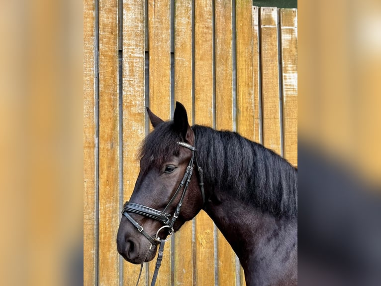 Más caballos centroeuropeos Mestizo Caballo castrado 6 años 155 cm Negro in Greven