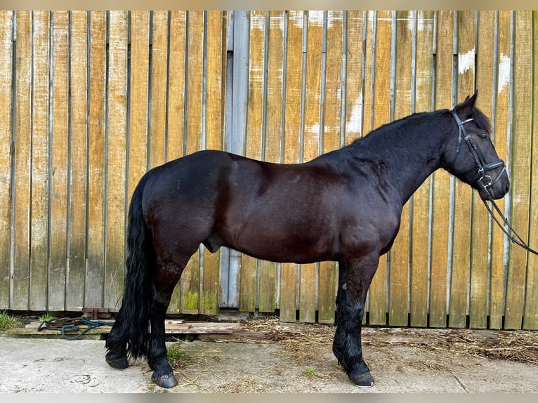 Más caballos centroeuropeos Mestizo Caballo castrado 6 años 155 cm Negro in Greven