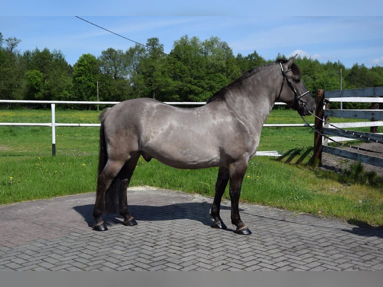 Más caballos centroeuropeos Mestizo Caballo castrado 6 años 156 cm Bayo in Chełmno