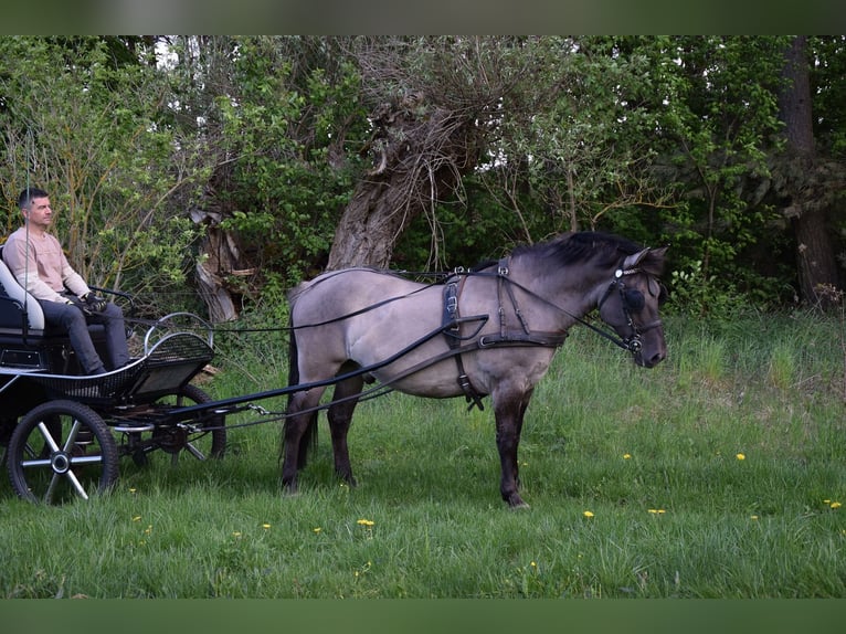 Más caballos centroeuropeos Mestizo Caballo castrado 6 años 156 cm Bayo in Chełmno
