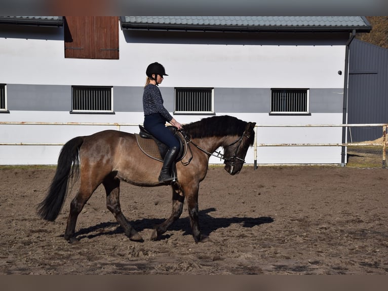 Más caballos centroeuropeos Caballo castrado 6 años 156 cm Buckskin/Bayo in Chełmno