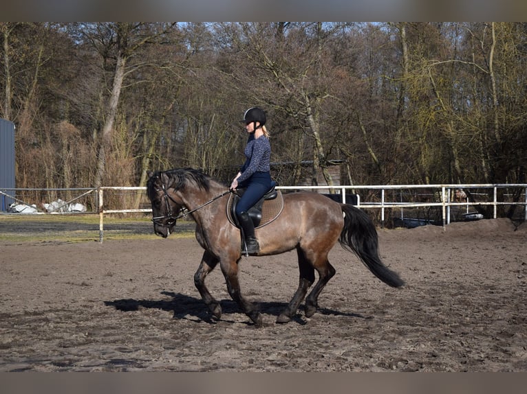 Más caballos centroeuropeos Caballo castrado 6 años 156 cm Buckskin/Bayo in Chełmno