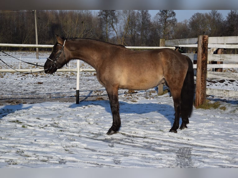 Más caballos centroeuropeos Caballo castrado 6 años 156 cm Buckskin/Bayo in Chełmno