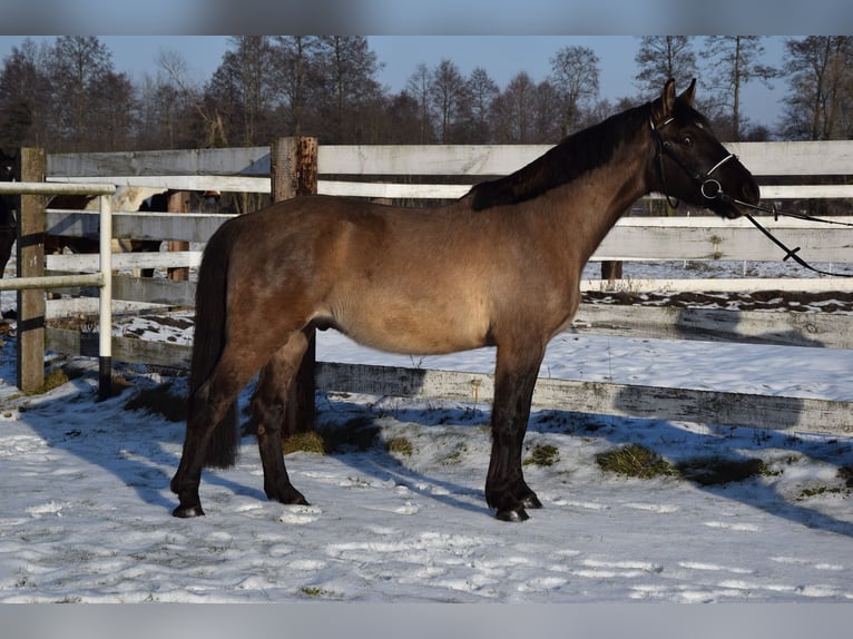 Más caballos centroeuropeos Caballo castrado 6 años 156 cm Buckskin/Bayo in Chełmno