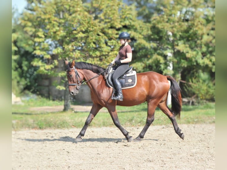 Más caballos centroeuropeos Caballo castrado 6 años 158 cm Castaño in Schattendorf