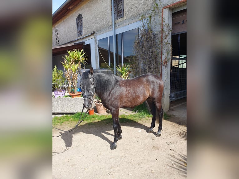 Más caballos centroeuropeos Caballo castrado 6 años 158 cm Tordillo negro in Schlatt