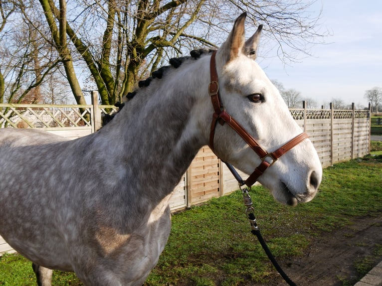 Más caballos centroeuropeos Caballo castrado 6 años 158 cm Tordo rodado in Dorsten