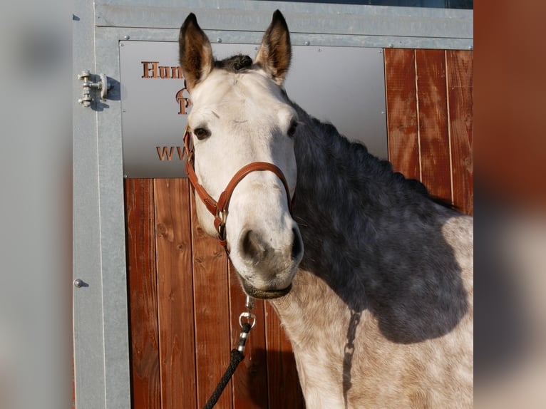 Más caballos centroeuropeos Caballo castrado 6 años 158 cm Tordo rodado in Dorsten
