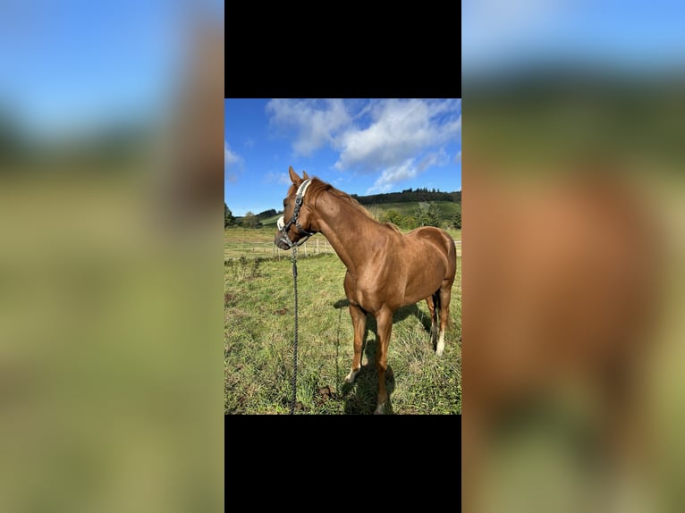 Más caballos centroeuropeos Caballo castrado 6 años 159 cm Alazán in Wittlich