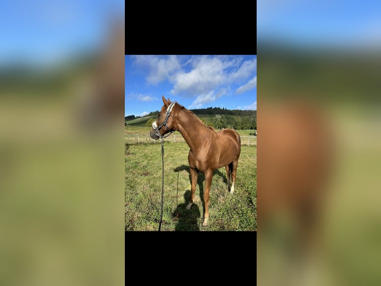 Más caballos centroeuropeos Caballo castrado 6 años 159 cm Alazán in Wittlich